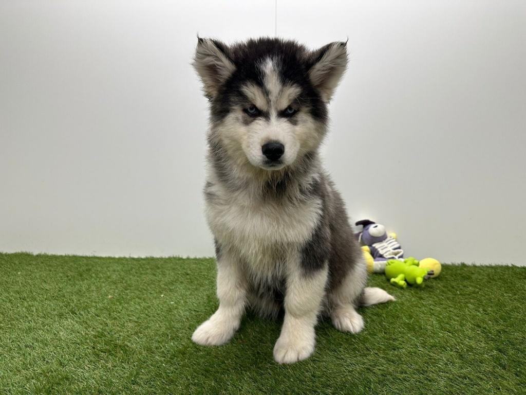 Siberische Husky pups - langharig, België, 8 tot 15 weken, Poolhond, Parvo