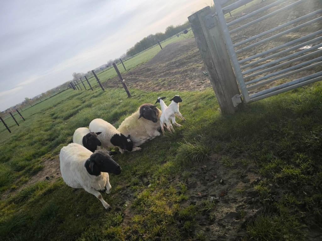 DORPER SCHAPEN, Dieren en Toebehoren, Mannelijk, Schaap, 0 tot 2 jaar