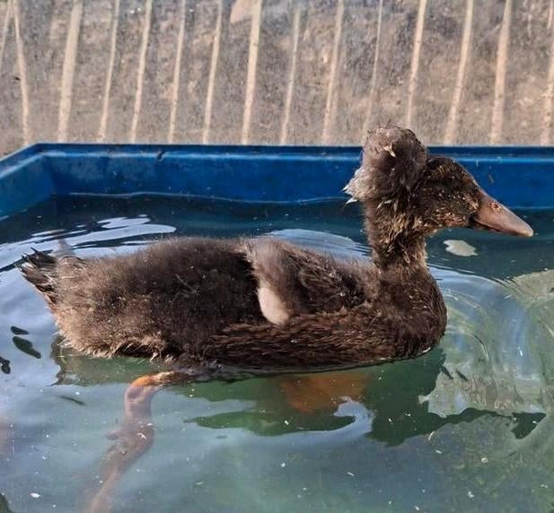 Leuke loop eend met kuif te koop (mannetje/woerd), Dieren en Toebehoren, Pluimvee, Eend