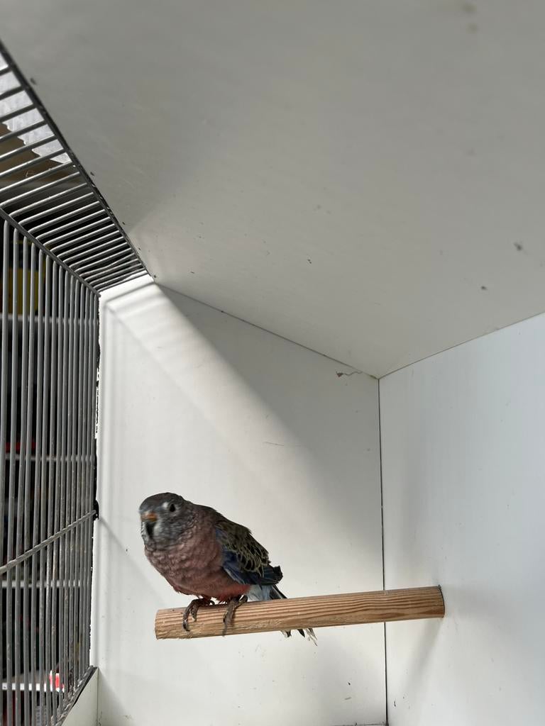 Wildkleur violet Bourkes, Mâle, Perruche, Bagué