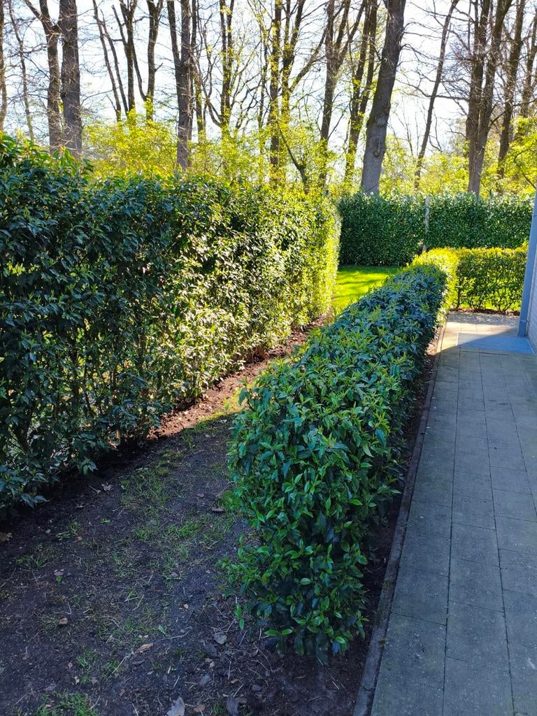 Portugese laurier haag - 7 meter - 1 meter hoog, Ophalen, Laurier, Haag