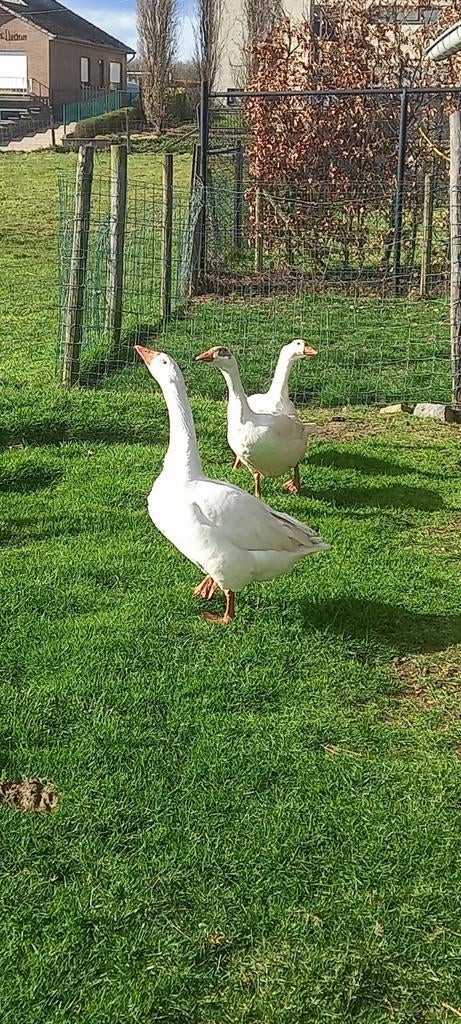 Ganzen eieren , te koop, Dieren en Toebehoren, Pluimvee