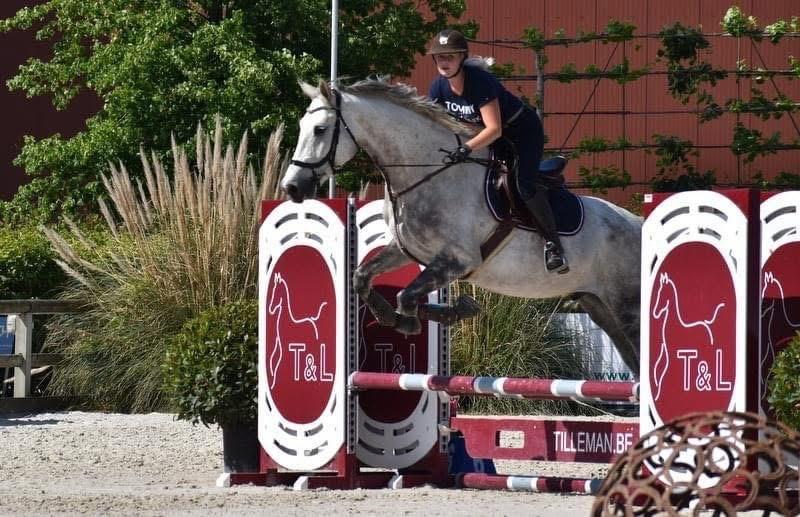 Recreatie/springpaard, Dieren en Toebehoren, Paarden, Springpaard, 175 cm of meer, Met stamboom, Ruin