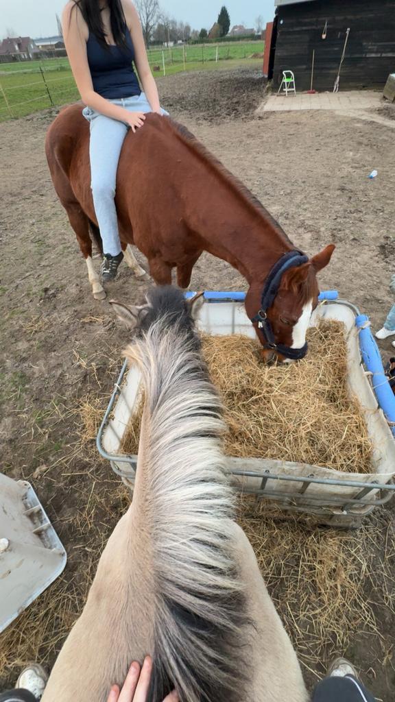 Gezocht verzorg paardje