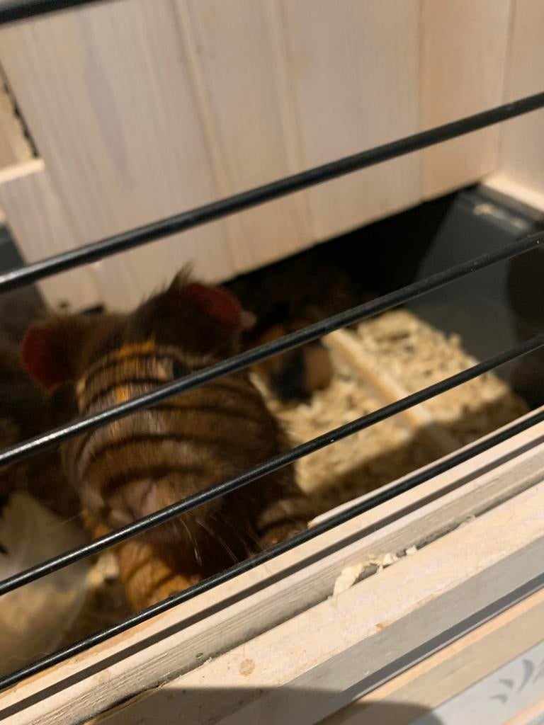 3 Cavia’s, Dieren en Toebehoren, Februari, Meerdere dieren, Cavia