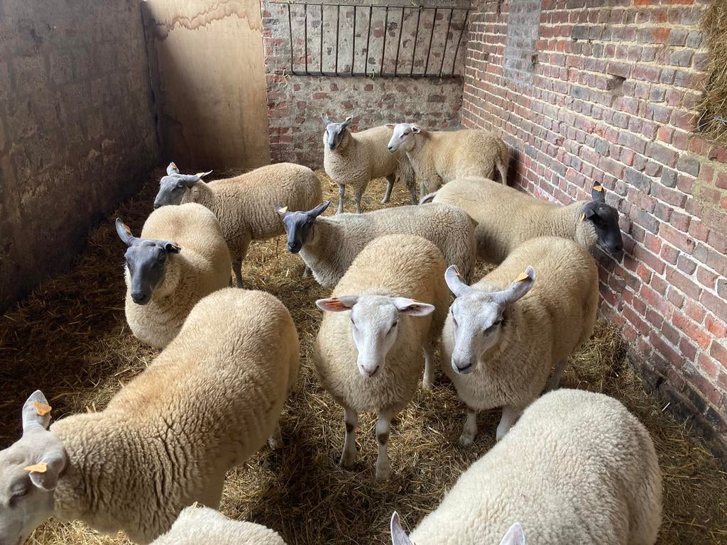 Schapen te koop, Dieren en Toebehoren
