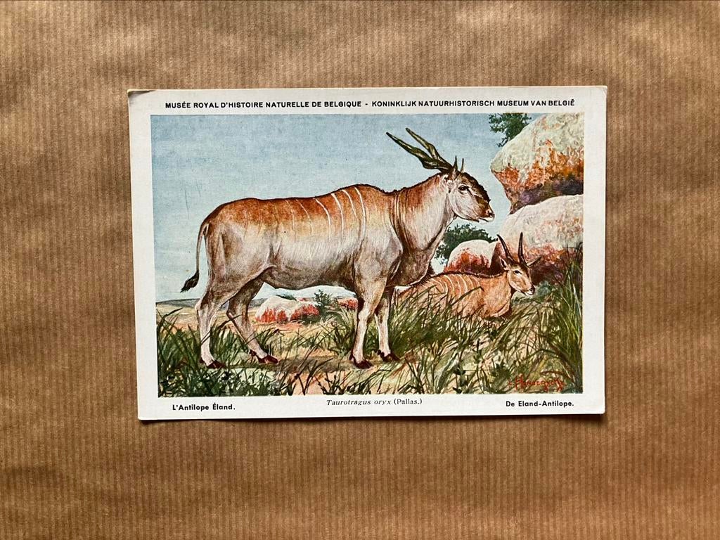 Beschermde Zoogdieren In Belgisch Congo Nr.19 Eland Antilope, Ophalen of Verzenden, Ongelopen, Wild dier