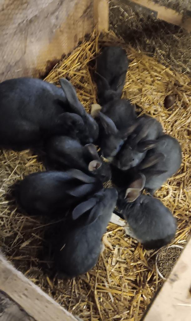 Duitsereus blauwe jonge konijntjes, Dieren en Toebehoren, Konijnen, Meerdere dieren, Groot, 0 tot 2 jaar