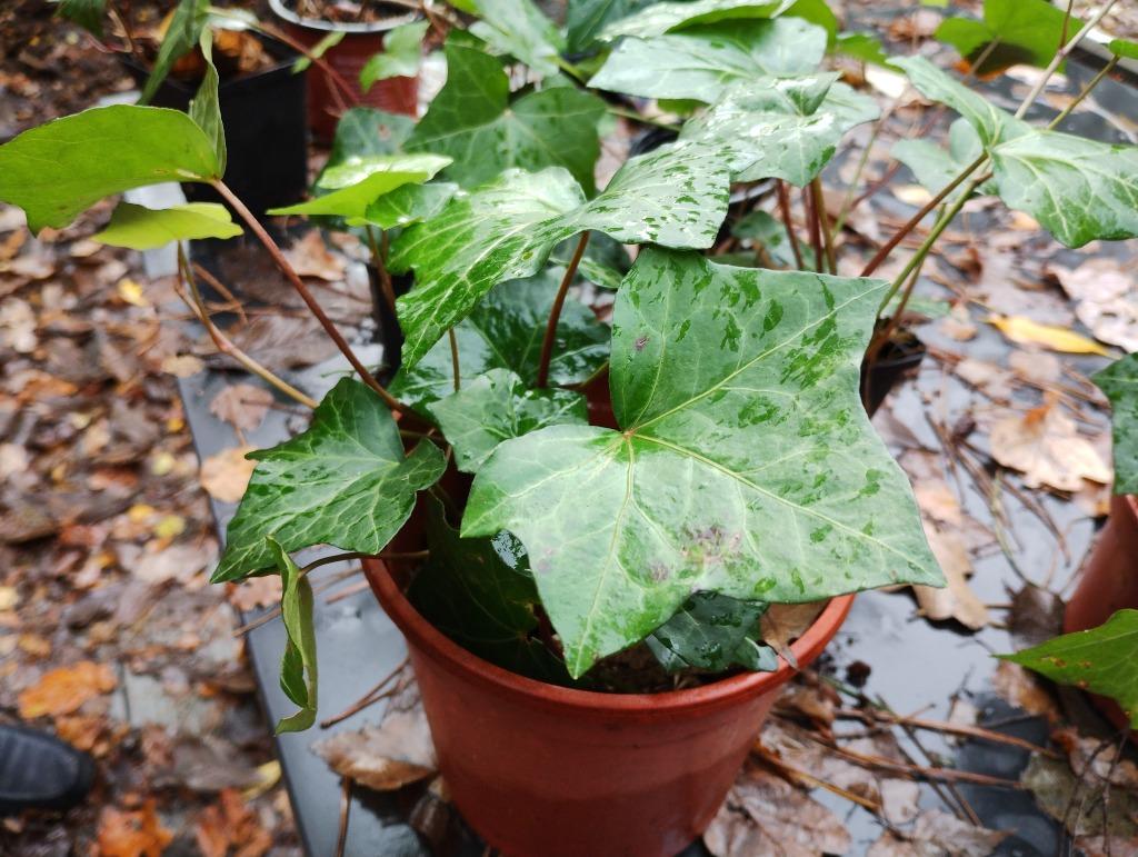 Stekjes klimop, Tuin en Terras, Planten | Tuinplanten, Ophalen, Vaste plant, Klimplanten