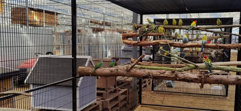 cage à perroquets, Animaux & Accessoires, Oiseaux | Cages & Volières, Enlèvement