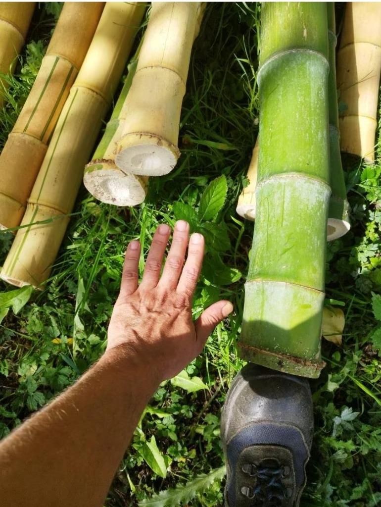 Gros et Grand bambou géant (Chaume) sur Mons, Jardin & Terrasse, Enlèvement, Neuf, 250 cm ou plus, Poteaux