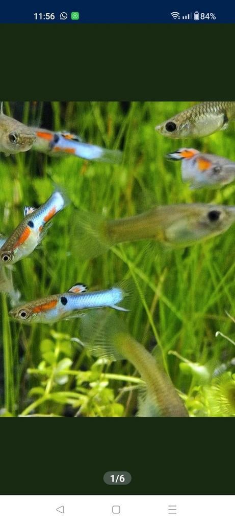 Japan blue endler 4+4, Dieren en Toebehoren
