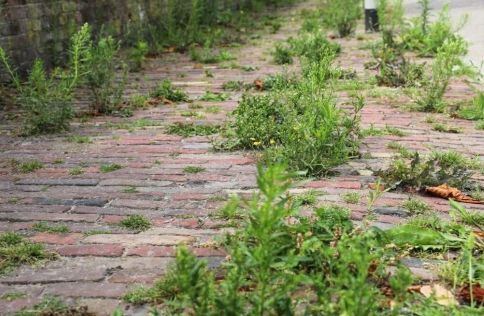 Désherbant total (ancienne formule), Jardin & Terrasse, Enlèvement ou Envoi, Neuf, Répression des mauvaises herbes