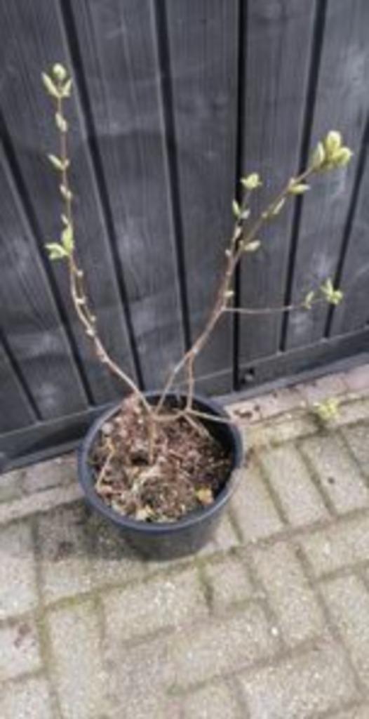 seringen, Volle zon, Vaste plant, Lente, Ophalen