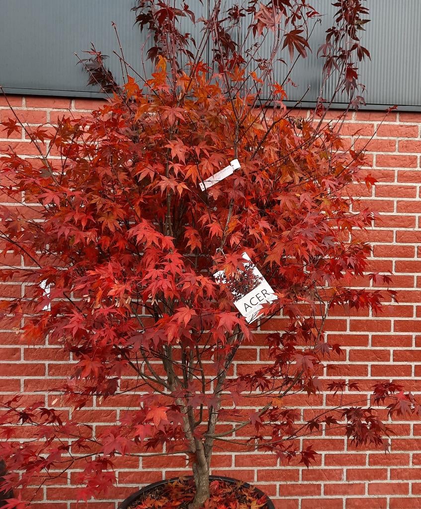 Meerstammige bomen, Tuin en Terras, Planten | Bomen, Ophalen, In pot, Overige soorten, 100 tot 250 cm