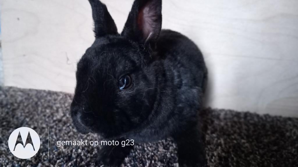 Dwerg rex voedstertje - zwart., Dieren en Toebehoren, Konijnen, Dwerg