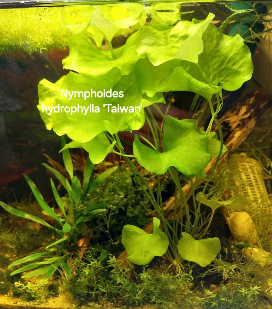 plantes d'aquarium. Oudenbourg, Enlèvement