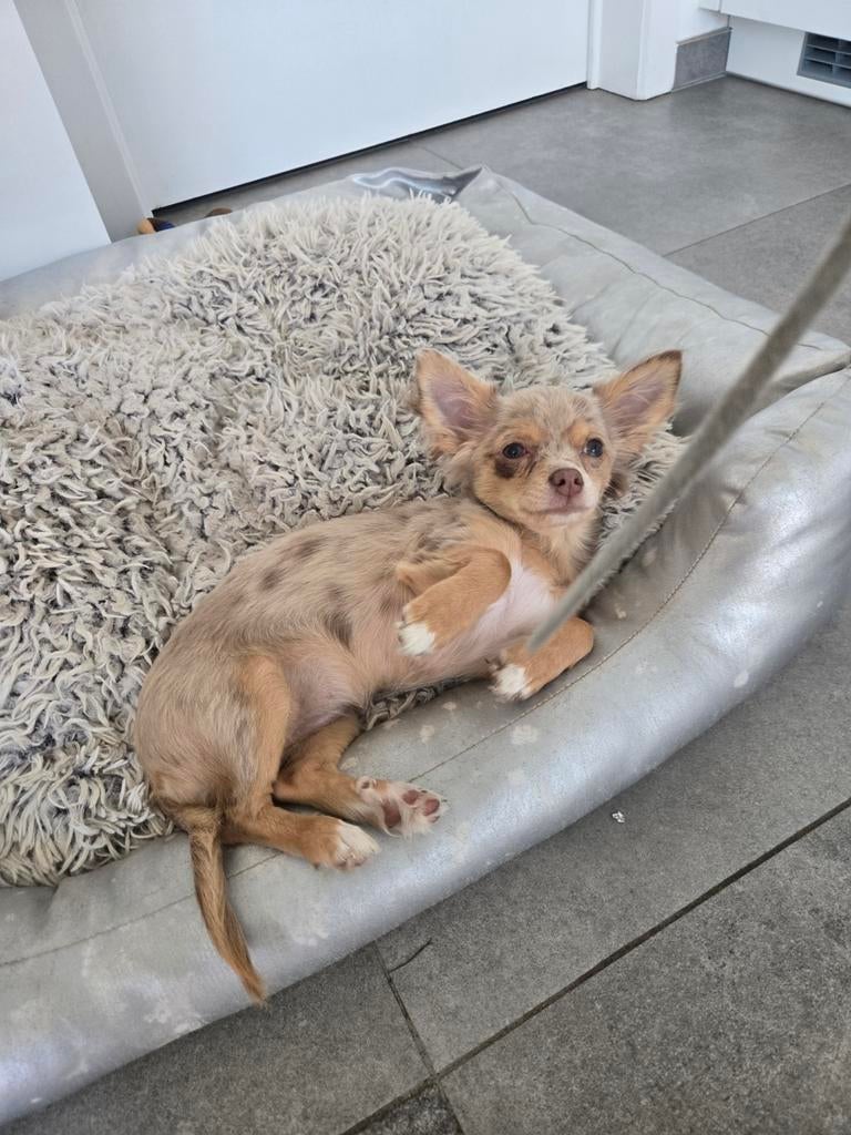 Prachtige langharige chihuahua puppy, teefje, Animaux & Accessoires, 15 semaines à 1 an, Hépatite contagieuse (maladie de Rubarth)