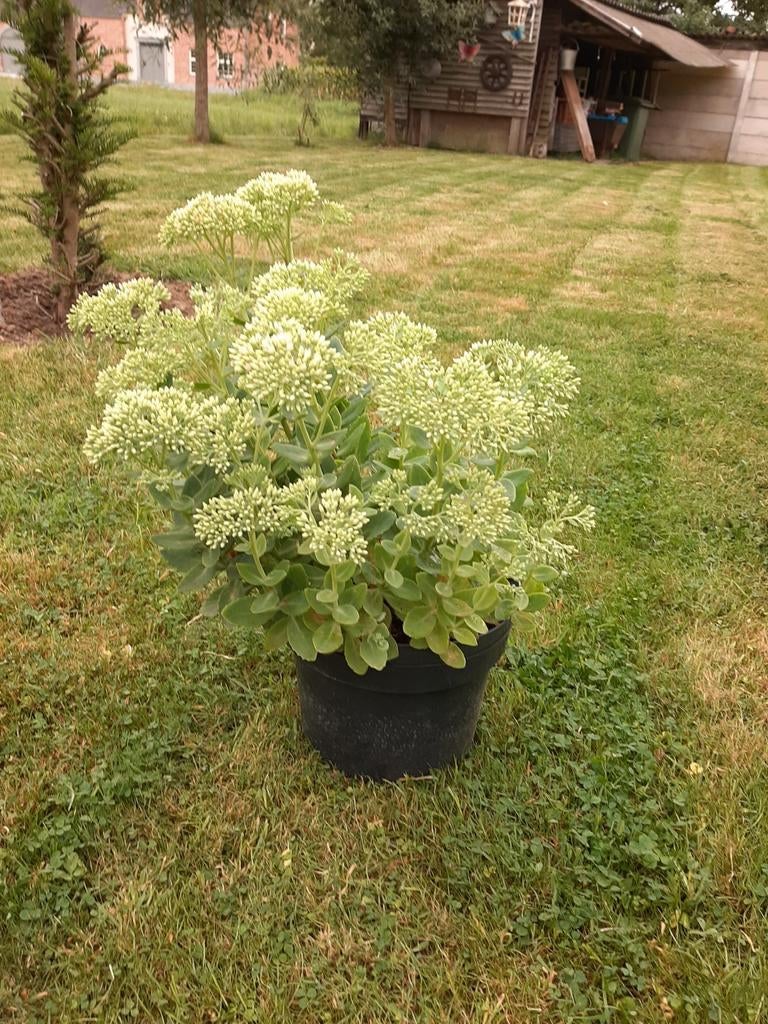 Sedum, Ophalen