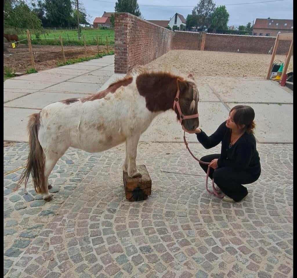 GEZOCHT: weide voor shetlander, Pâturage, 1 cheval ou poney