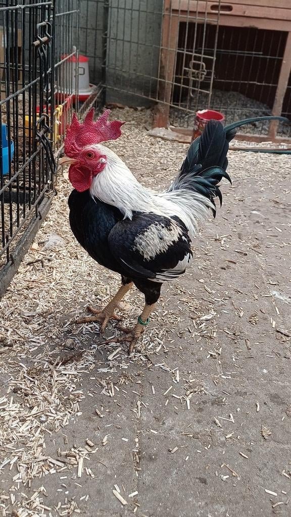 Combattant anglais nan ancien groupe reproducteur., Animaux & Accessoires, Plusieurs animaux, Poule ou poulet