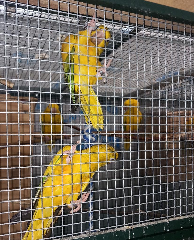 goudparkieten te koop of ruilen, Dieren en Toebehoren, Meerdere dieren, Papegaai, Geringd