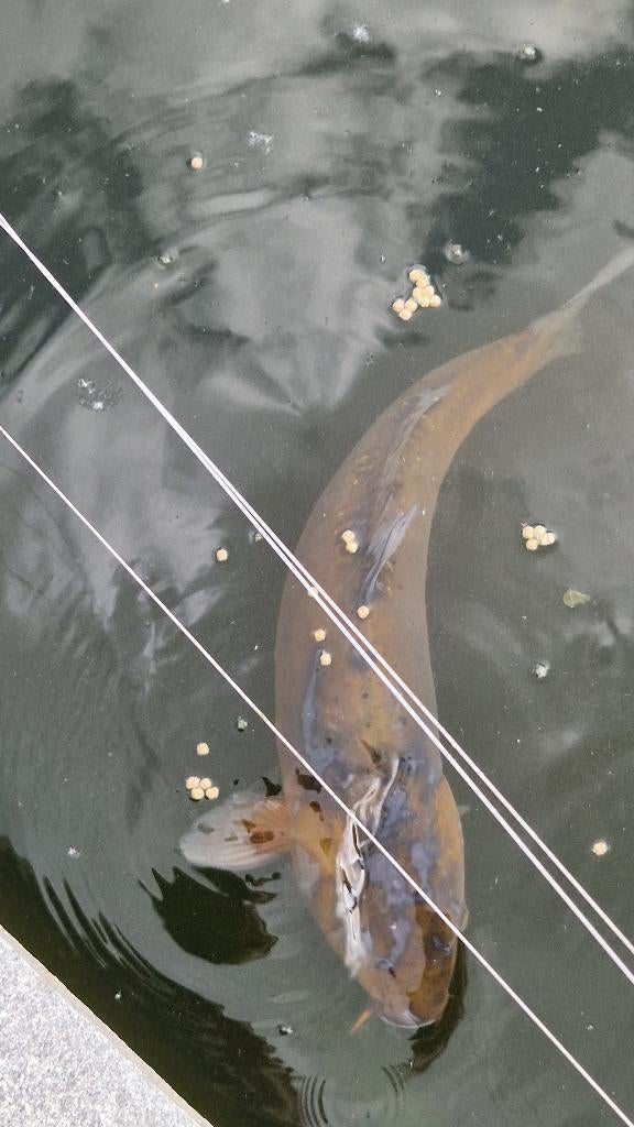 koi, Dieren en Toebehoren, Vissen | Vijvervissen, Karper of Koi