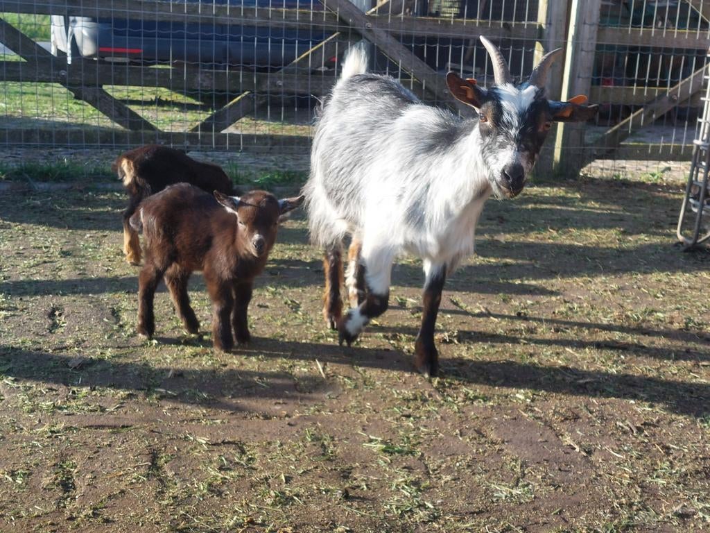 Cage à hermine avec chèvres et agneaux., Plusieurs animaux, Chèvre, 0 à 2 ans