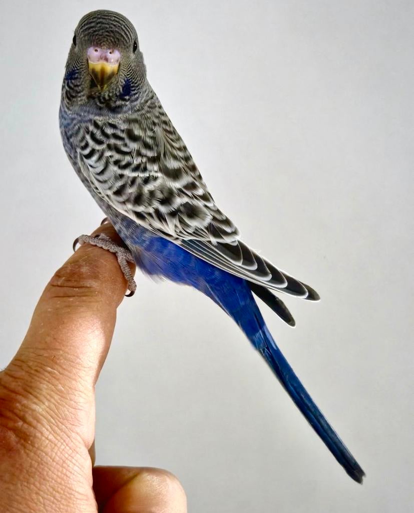 Grasparkiet melanistic bf split bw violet pop, Dieren en Toebehoren