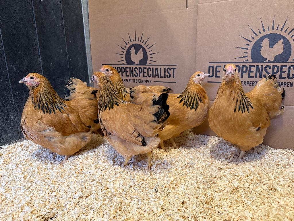 Jonge tamme Wyandotte kriel kippen gesekst & ingeënt, Dieren en Toebehoren, Vrouwelijk, Kip