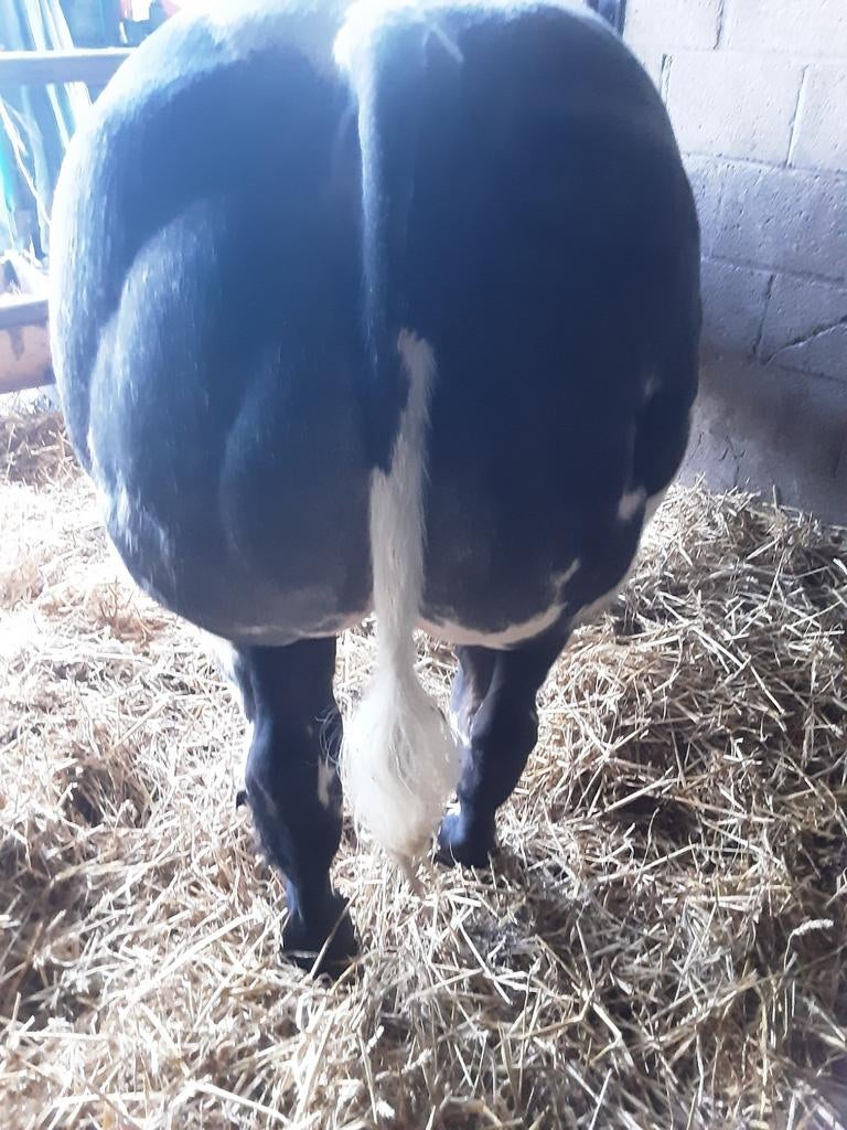 Jonge dekstier, Dieren en Toebehoren, Runderen