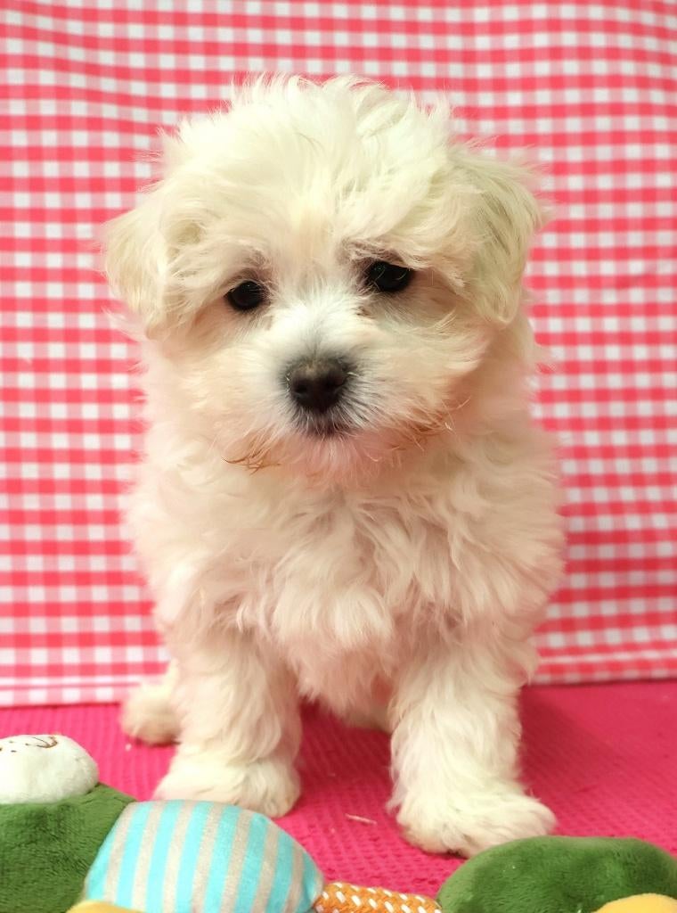 Super leuke Maltezer pups!, Dieren en Toebehoren, Honden | Chihuahua's en Gezelschapshonden, Maltezer, 15 weken tot 1 jaar, Buitenland