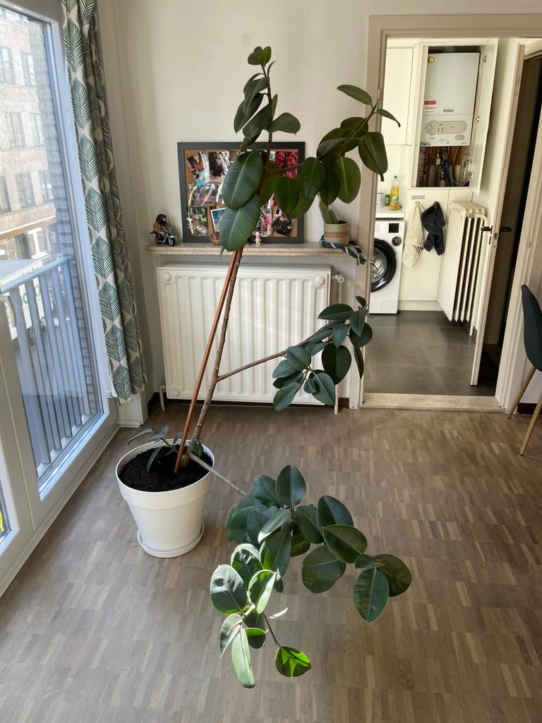 Ficus Elastica Robusta, Huis en Inrichting, Kamerplanten, Ophalen, Ficus, Halfschaduw, In pot