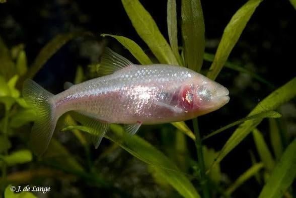 GRATUIT - poissons des cavernes aveugles (Astyanax mexicanus, Animaux & Accessoires, Poisson