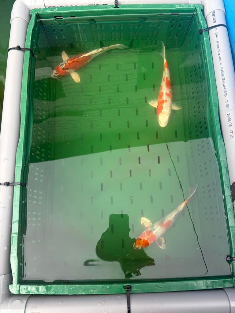 3 japanse kois tussen de 25/30cm, Dieren en Toebehoren, Karper of Koi