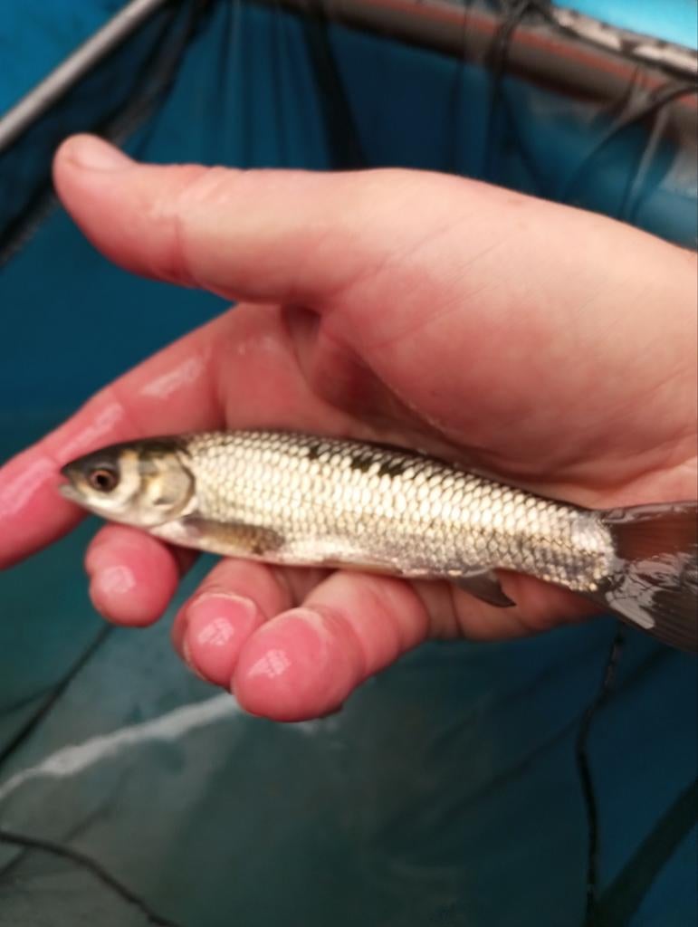 Graskarpers eet algen eendenkroos van 10 /35 cm, Dieren en Toebehoren, Vissen | Vijvervissen