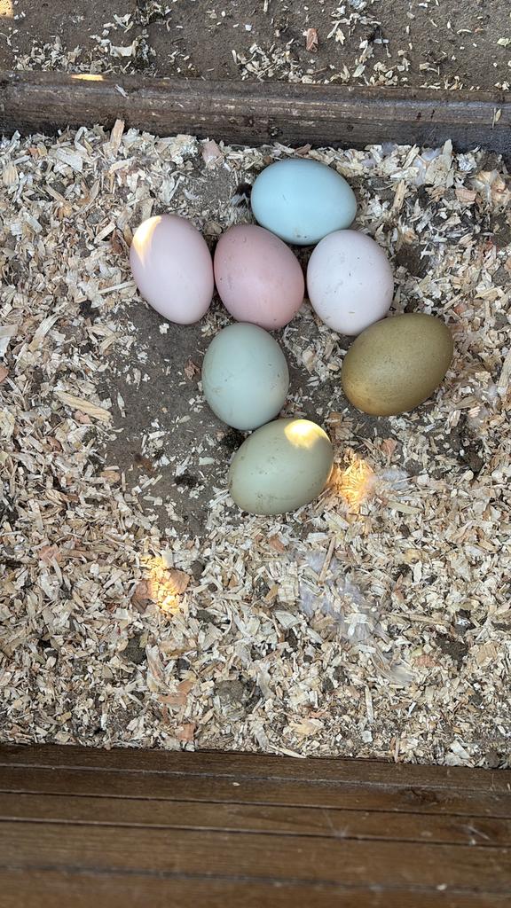 Broedeieren kleurleggers kruisingen, Dieren en Toebehoren, Pluimvee