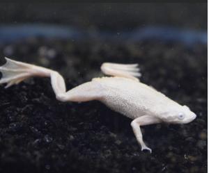 Aquariumvissen, Zoetwatervis