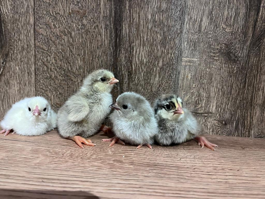 Araucana lavendel kuikens, Dieren en Toebehoren, Pluimvee