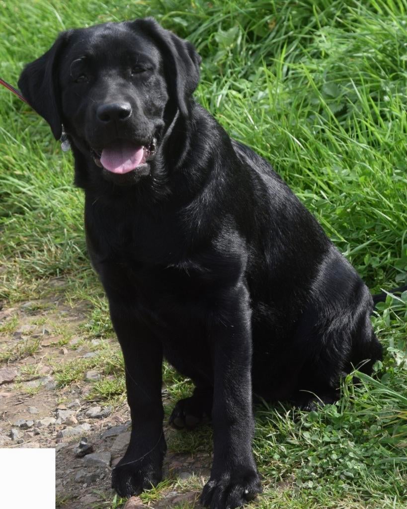 Dog-sitting et promenade, Service de promenade de chiens