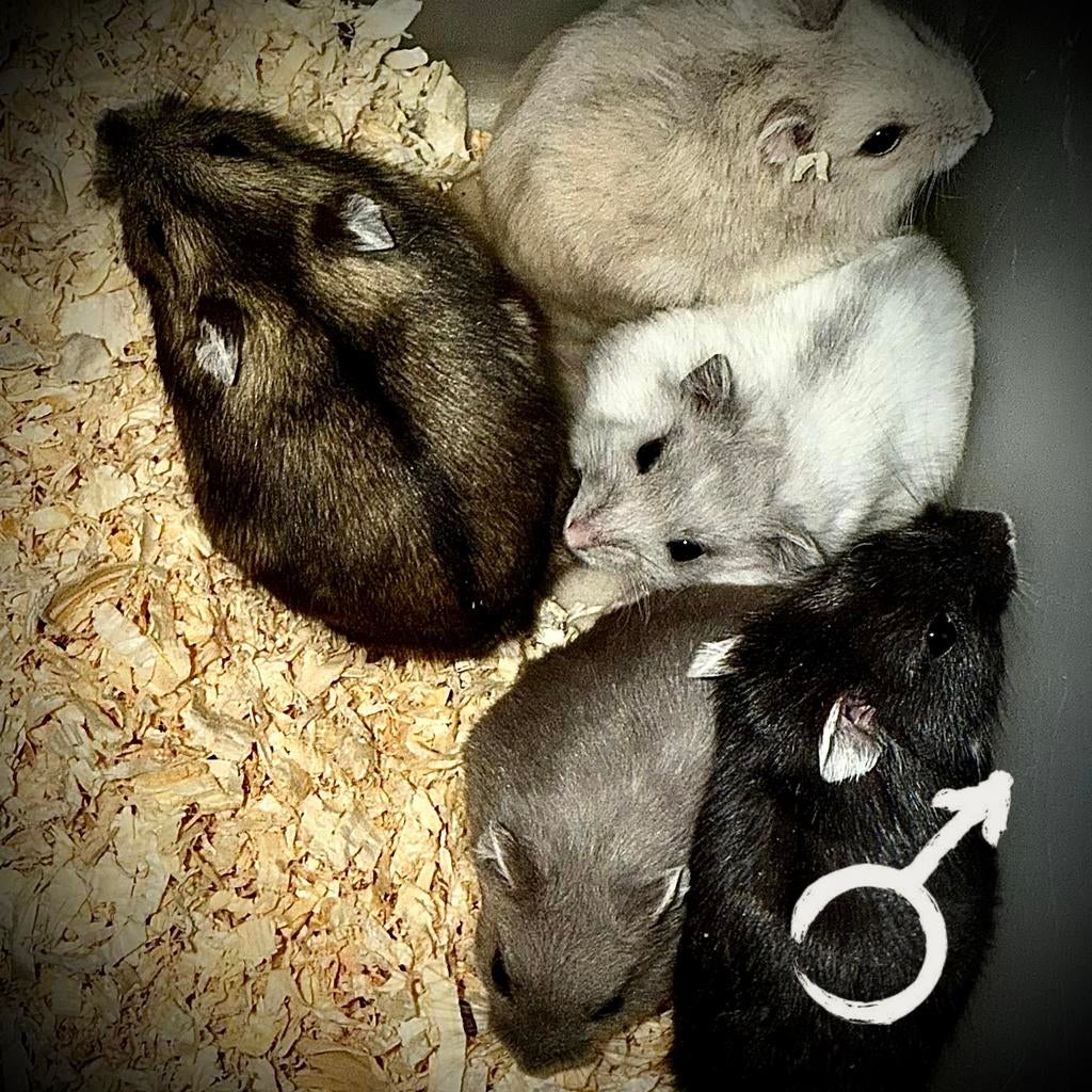 Prachtige allerschattigste troetelhamstertjes (4-8 weken), Dieren en Toebehoren, Knaagdieren, Hamster, December, Meerdere dieren