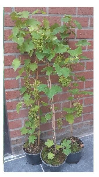 DRUIVENPLANTEN: Regent, Boskoop Glorie, Chasselas doré, ..., Tuin en Terras, Planten | Tuinplanten, Volle zon, Vaste plant, Ophalen of Verzenden