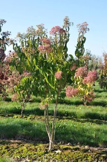 Heptacodium miconioides, Ophalen