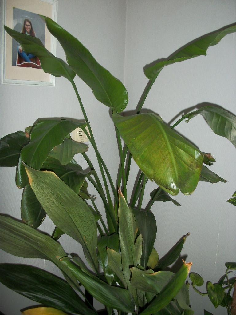 Strelitzia 'Nicola' of paradijsvogelbloem, Bloeiende kamerplant, Ophalen, Overige soorten, Volle zon