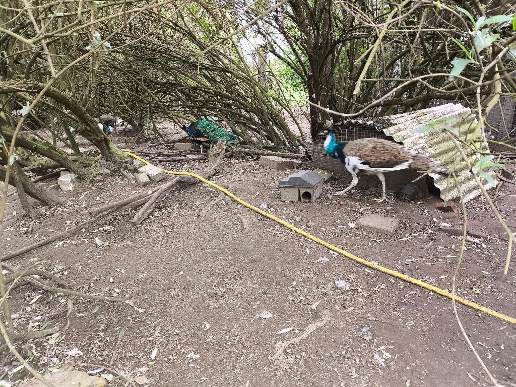 pauw, Dieren en Toebehoren, Mannelijk, Overige soorten