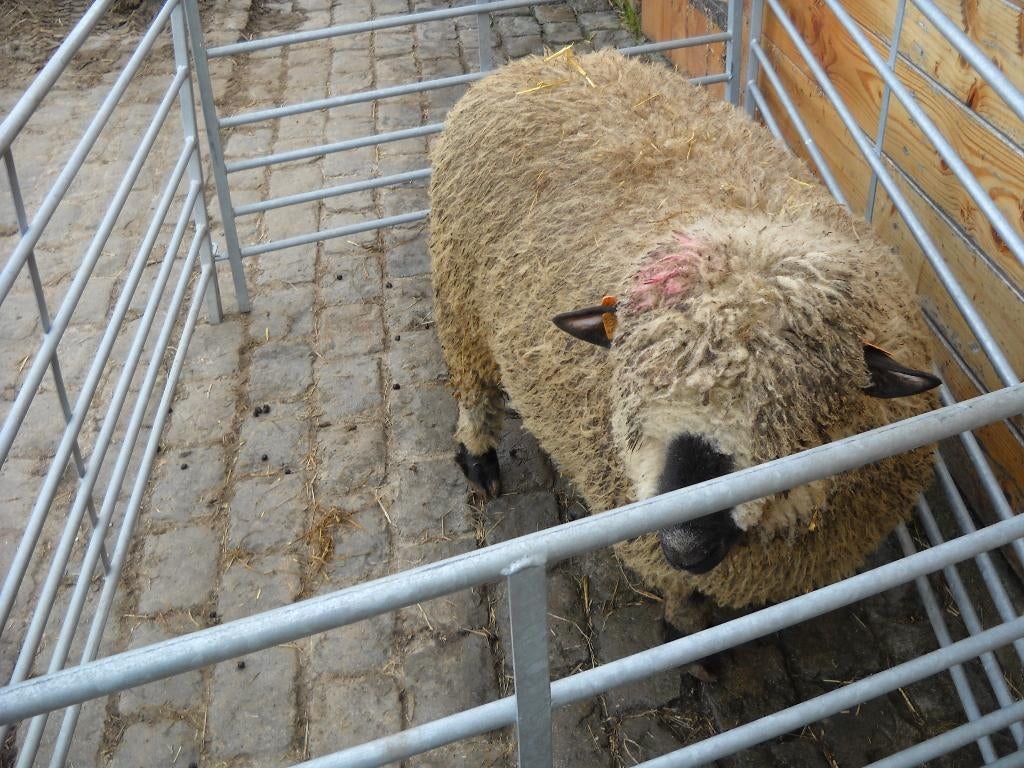 Croisé Hampshire Down Ram né en février 2025, Mâle, Mouton, 0 à 2 ans