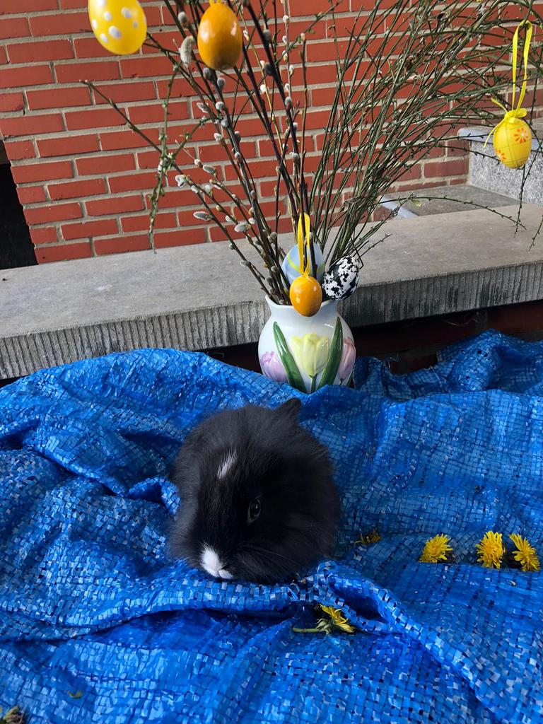 Konijn dwergkonijn leeuwenkopjes, Dieren en Toebehoren