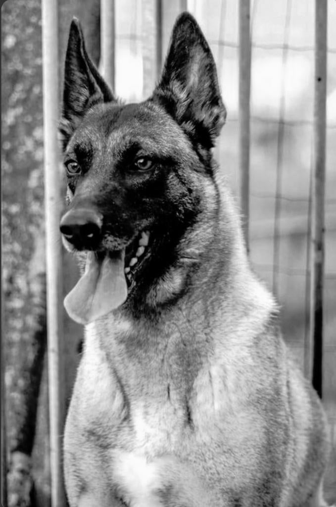 Ter adoptie...oudere mechelse herder teef, Dieren en Toebehoren, 6 jaar of ouder, Parvo, België, Particulier