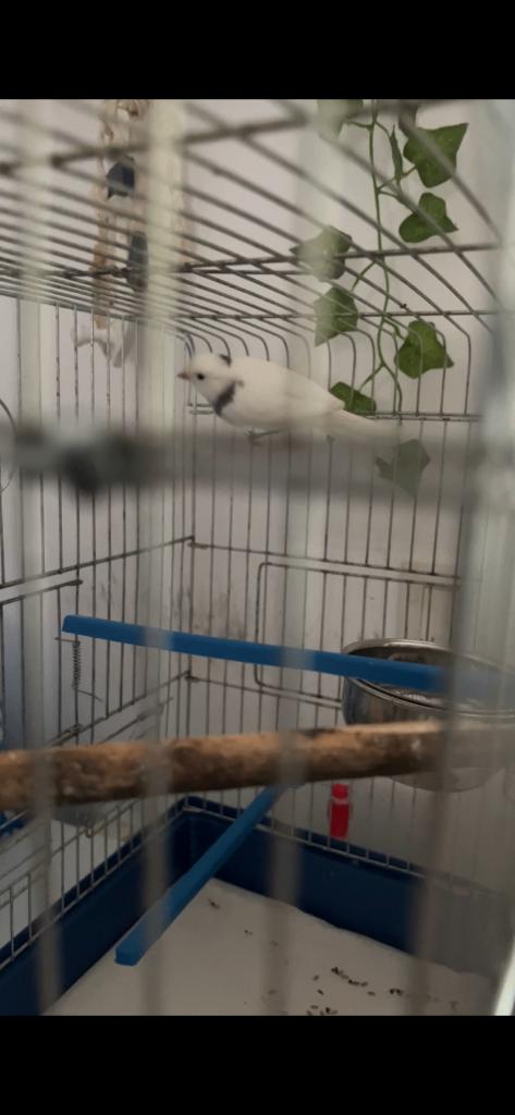 Cage à oiseaux, Enlèvement