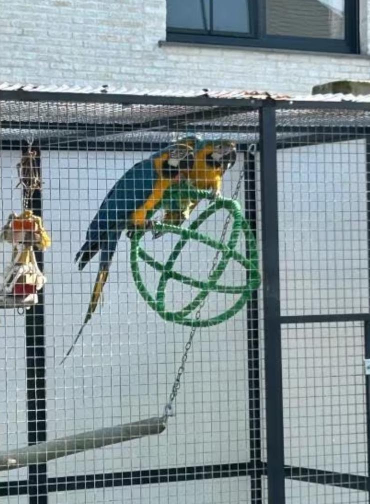 Blauw gele ara pop, Dieren en Toebehoren, Vrouwelijk, Papegaai, Tam